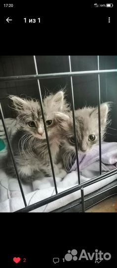 Котейки ищут дом