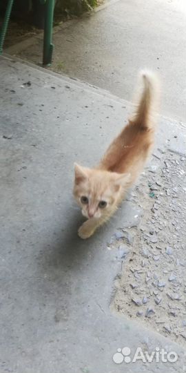 Котенок