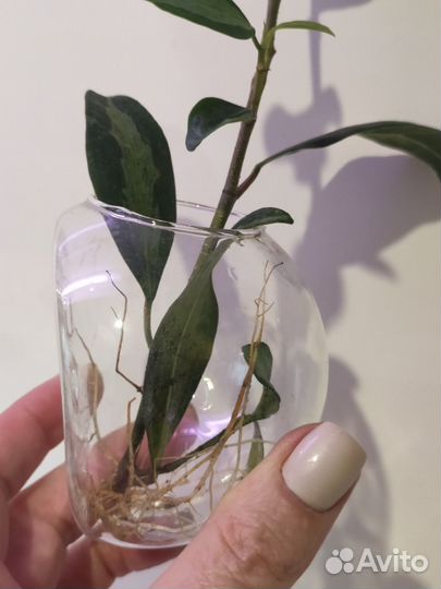 Ваза для цветов стекло