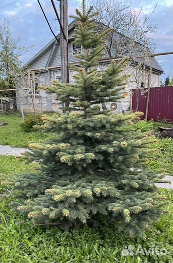 Ель голубая крупномер 2 м