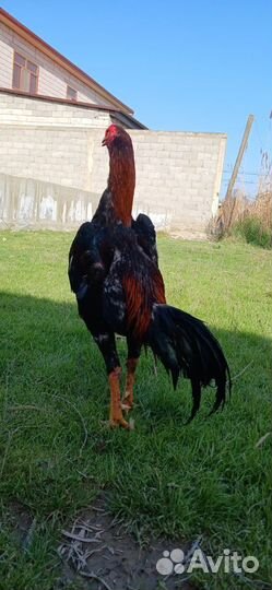 Бойцовые петухи