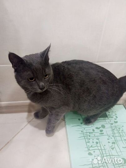 Британский кот