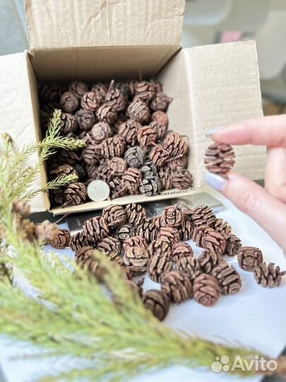 Шишки метосеквои