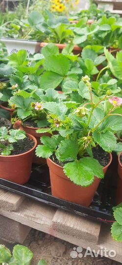 Ампельная Клубника ремонтантная