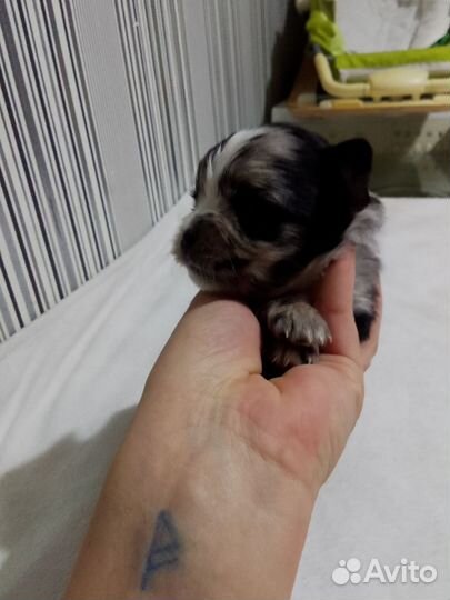 Мини мальчик