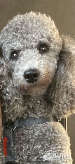 Карликовый пудель вязка