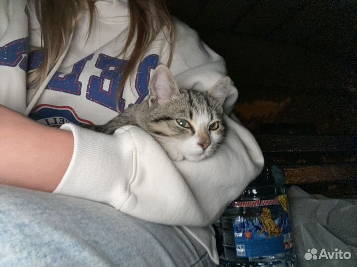 Лаской ручной котенок ищет дом