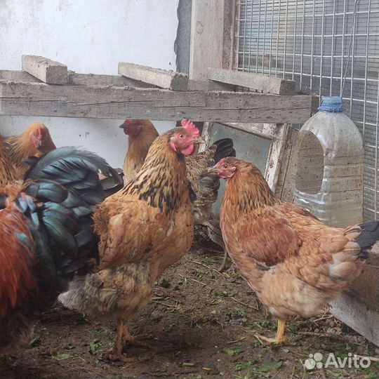 Инкубационное яйцо