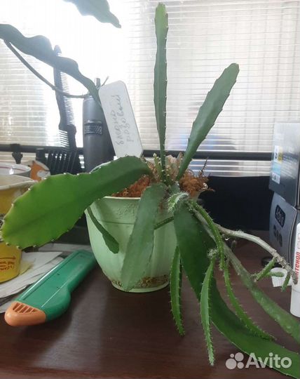 Эпифиллиум (тещин язык)