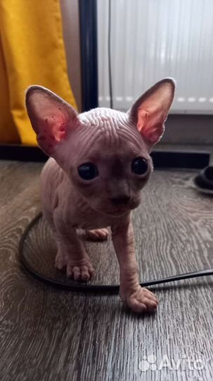 Канадский сфинкс котенок