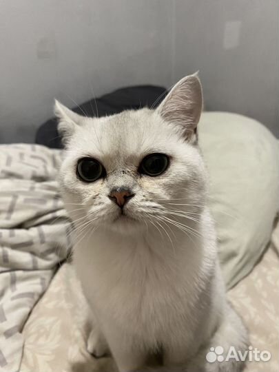 Британский кот вязка