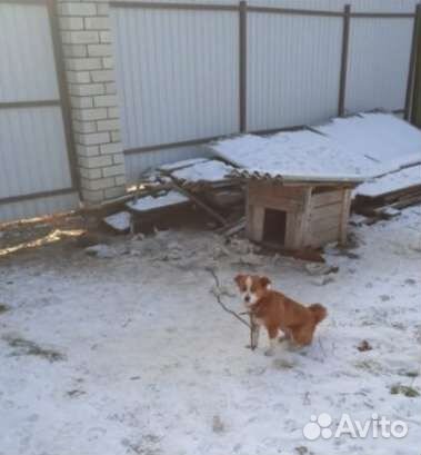 Собачка в добрые руки