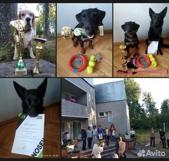 Кинолог, инструктор по дрессировке