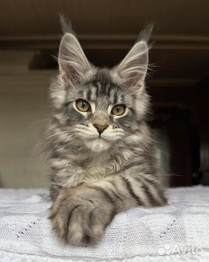 Котенок Мейн-кун