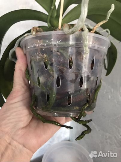 Фаленопсис Sunset Love