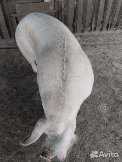 Заготовитель крс