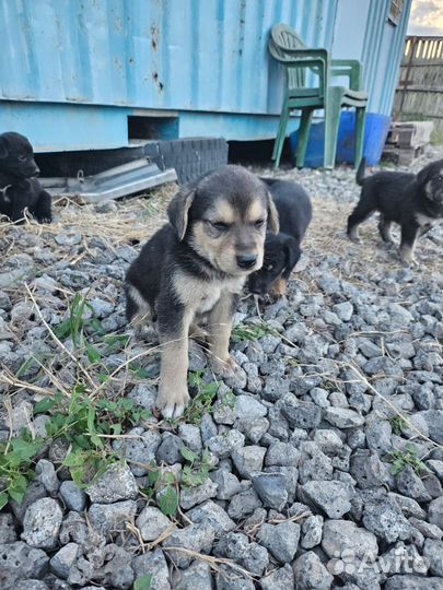 Щенки на охрану