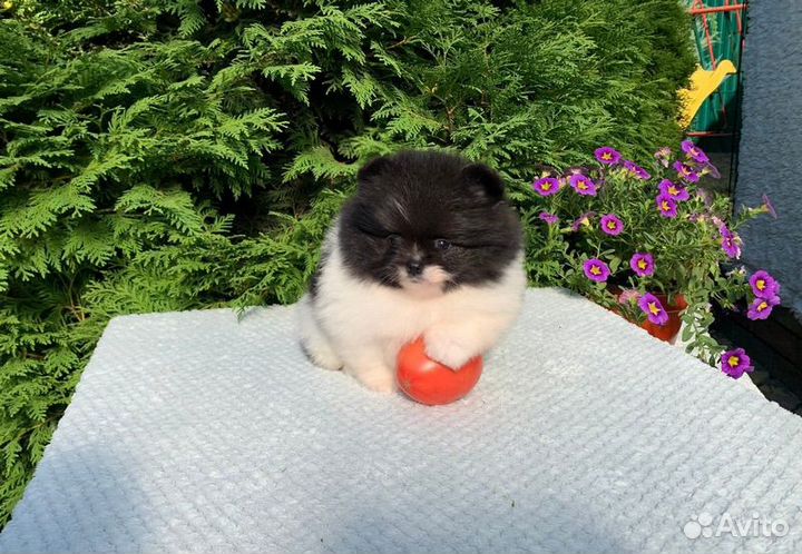 Померанский шпиц