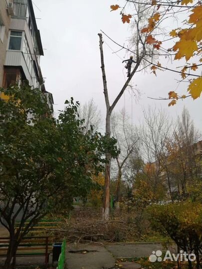 Спил деревьев без вышки / арборист / покос травы