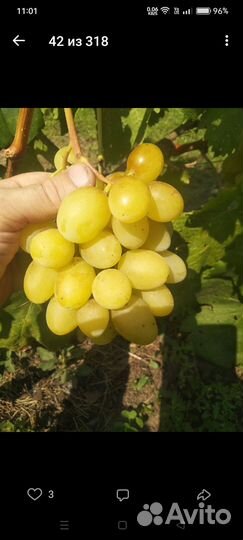 Саженцы винограда