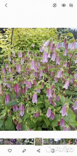 Колокольчики в ассортименте