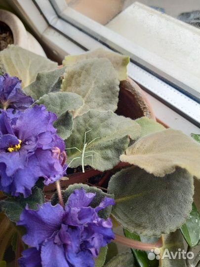 Аннамский палочник, бесплатно, в дар