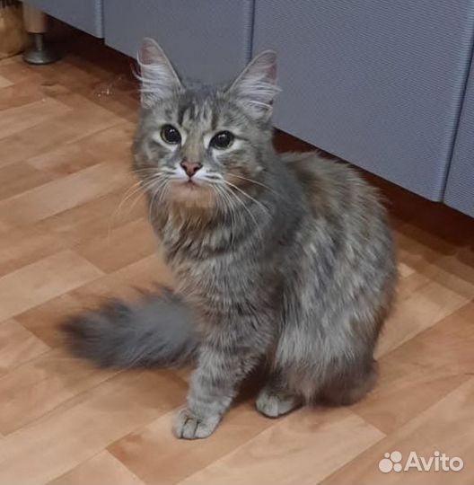 Кошечка подросток
