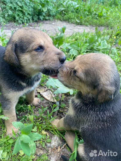 Щенки Русской Гончей