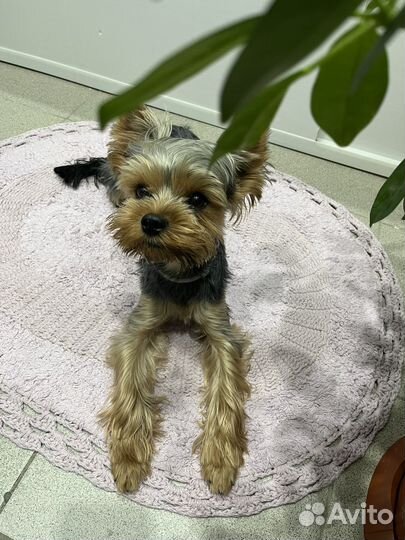 Йоркширский терьер