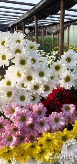 Хризантема