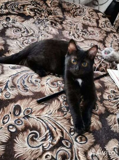 Котёнок в дар бесплатно