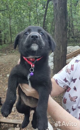 Раздадим 8 замечательных щенков