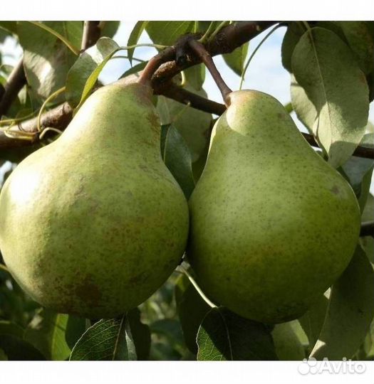 Саженцы груши Зевея