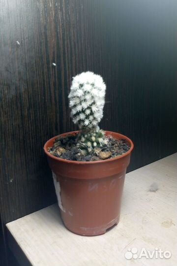 Mammillaria gracilis cv. Arizona Snow