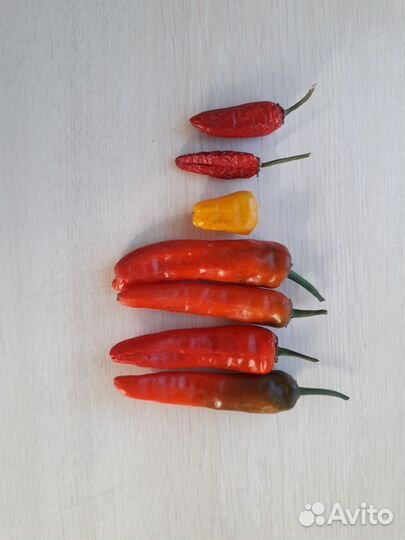 Комнатный острый болгарский перец