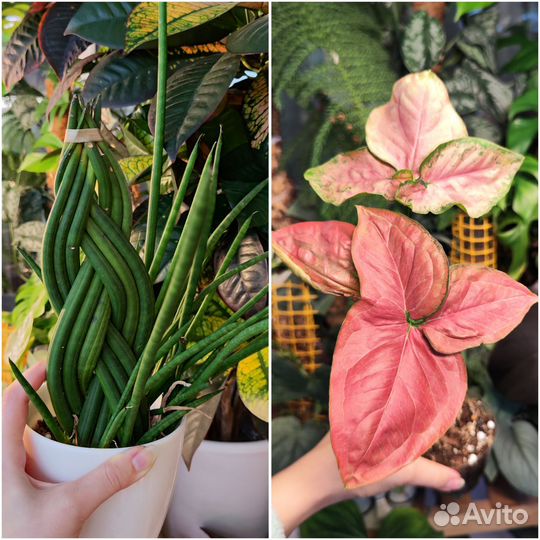 Комнатные растения 9