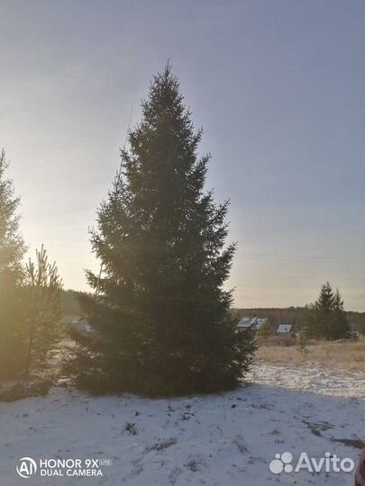 Ель крупномер 7,6 m