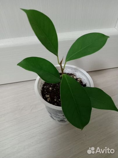 Фикус даниэль