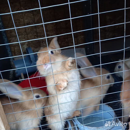 Продам кроликов