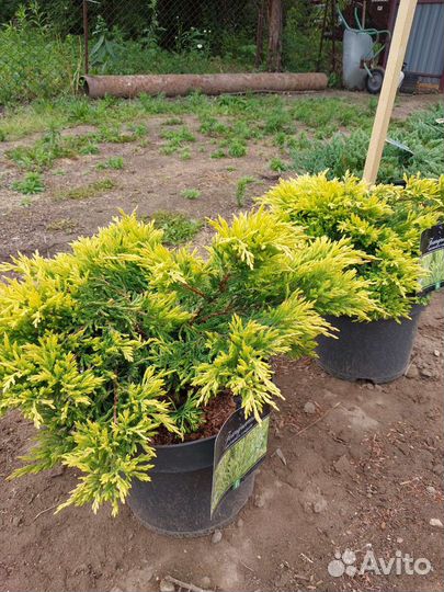 Редкие растения для сада