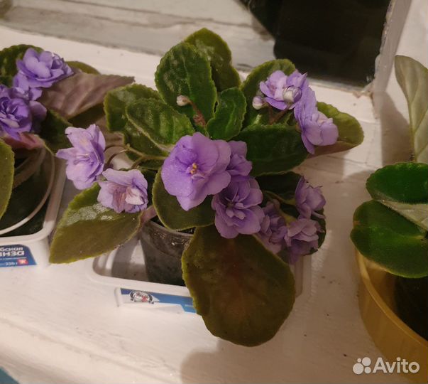 Цветущие фиалки