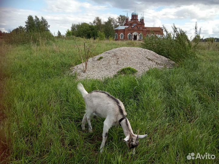 Молоко козье,детский творожок