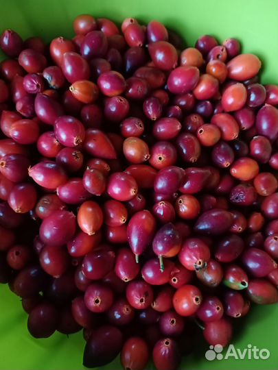 Шиповник свежий