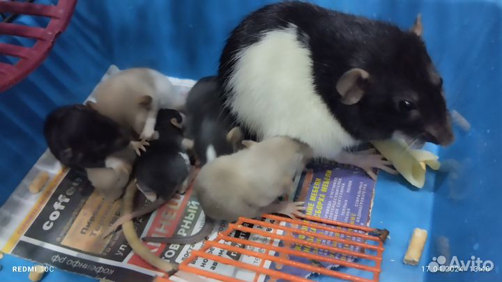 Крыса дамбо