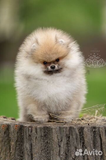 Померанские красивые малыши