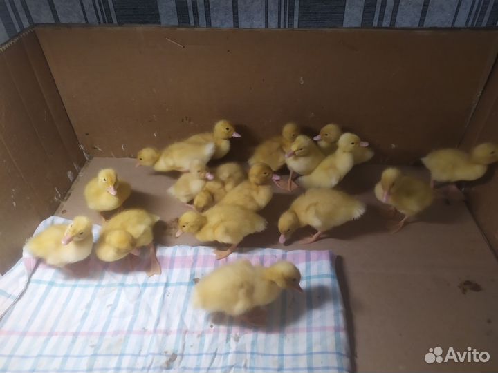 Утка агидель