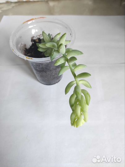 Седум моргана очиток