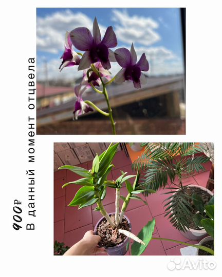 Орхидеи разные
