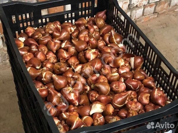 Луковицы тюльпанов. Продаем от 15 штук