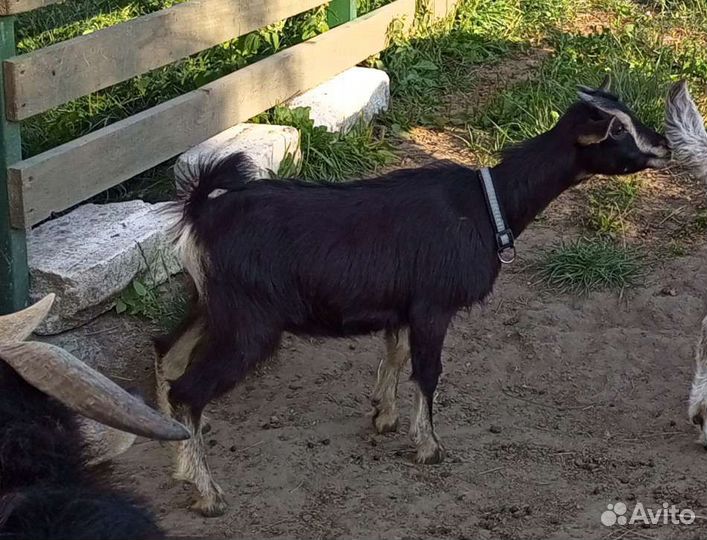 Камерунские козы